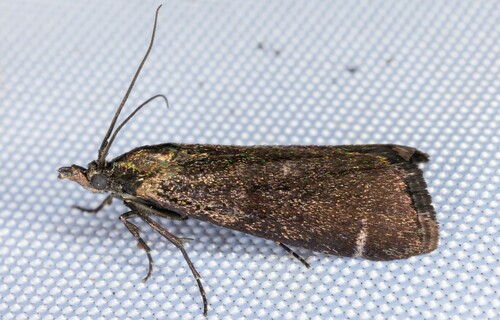 iNaturalist observation photo of Pyla