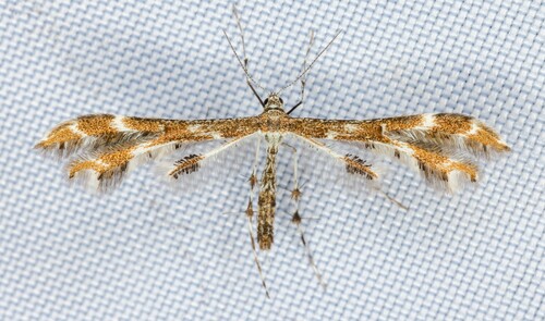 iNaturalist observation photo of Hedgenettle Plume Moth