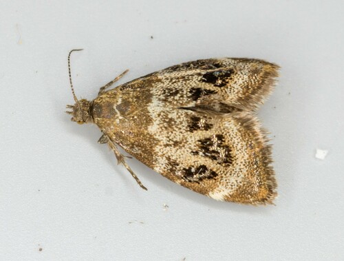 iNaturalist observation photo of Prochoreutis sororculella