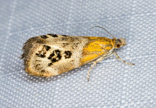iNaturalist observation photo of Jeweled Tebenna