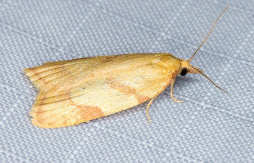 iNaturalist observation photo of Tortricine Ragwort Moth