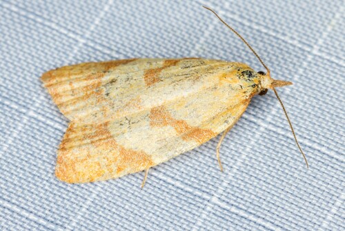 iNaturalist observation photo of Tortricine Ragwort Moth