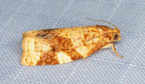 iNaturalist observation photo of Fruit-tree Leafroller Moth