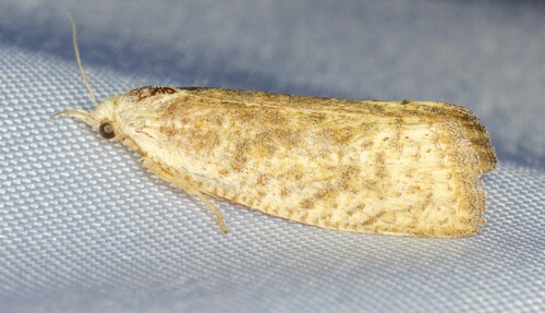 iNaturalist observation photo of Pelochrista grandiflavana