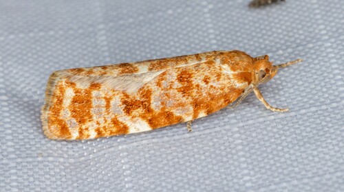 iNaturalist observation photo of Sugar Pine Tortrix Moth