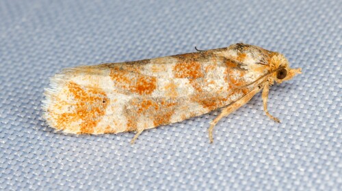 iNaturalist observation photo of Lodgepole Pine Coneborer Moth