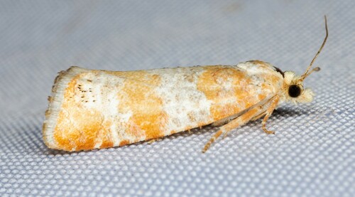 iNaturalist observation photo of Retinia sabiniana