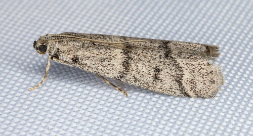 iNaturalist observation photo of Knot-horn Moths