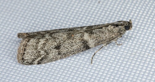 iNaturalist observation photo of Knot-horn Moths