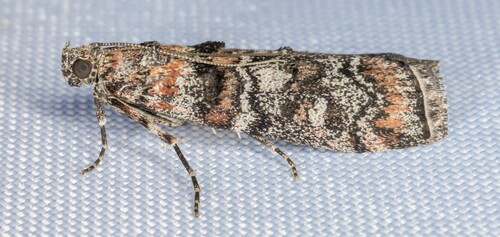 iNaturalist observation photo of Dioryctria pentictonella