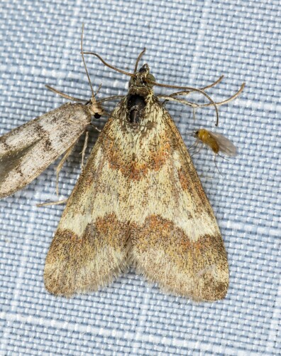 iNaturalist observation photo of Rufous-banded Crambid Moth