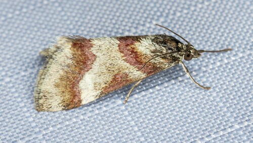 iNaturalist observation photo of Rufous-banded Crambid Moth