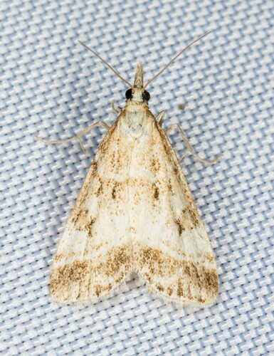 iNaturalist observation photo of Eudonia expallidalis