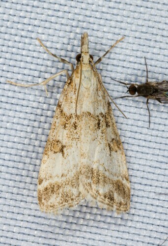 iNaturalist observation photo of Eudonia expallidalis