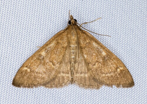 iNaturalist observation photo of Mecyna mustelinalis