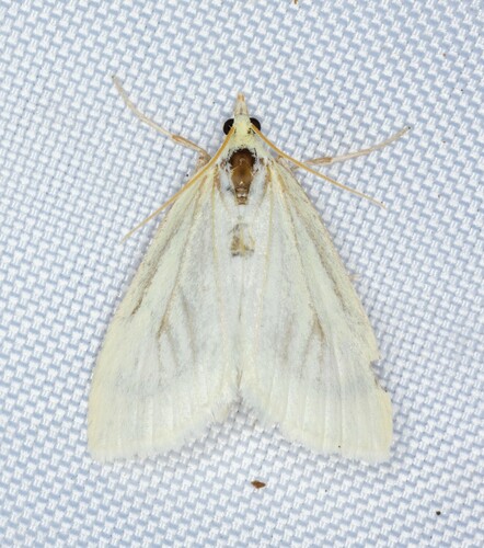 iNaturalist observation photo of Udea vacunalis