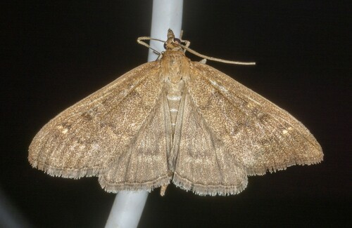 iNaturalist observation photo of Mecyna mustelinalis
