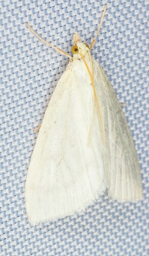 iNaturalist observation photo of Udea vacunalis