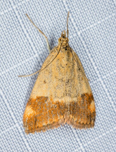 iNaturalist observation photo of Rusty Pyrausta