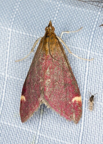 iNaturalist observation photo of Elegant Pyrausta
