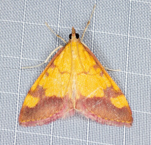 iNaturalist observation photo of Shasta Pyrausta