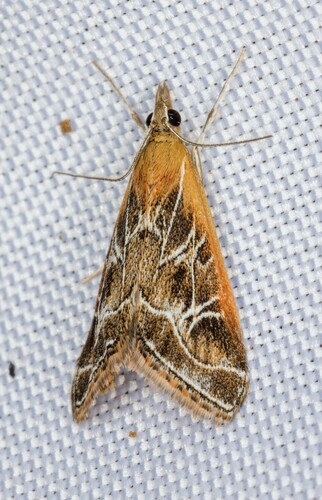 iNaturalist observation photo of Fulvous-edged Pyrausta