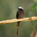 Long-tailed Tyrant - Photo (c) Laurent Quéno, all rights reserved, uploaded by Laurent Quéno