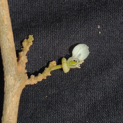 Trischidium molle