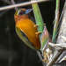 White-browed Piculet - Photo (c) Marc Faucher, all rights reserved, uploaded by Marc Faucher