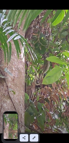 Australian Scrub Python sighting