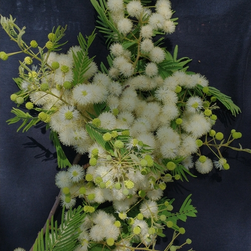 Anadenanthera macrocarpa
