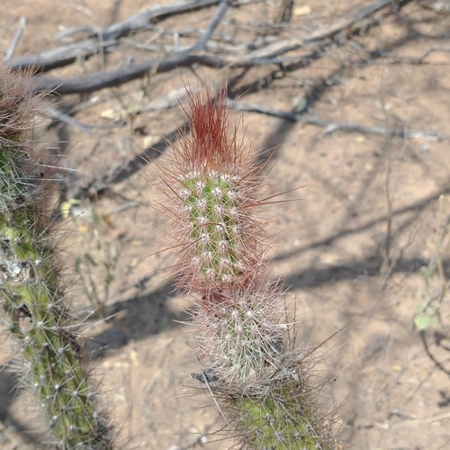 Arrojadoa rhodantha