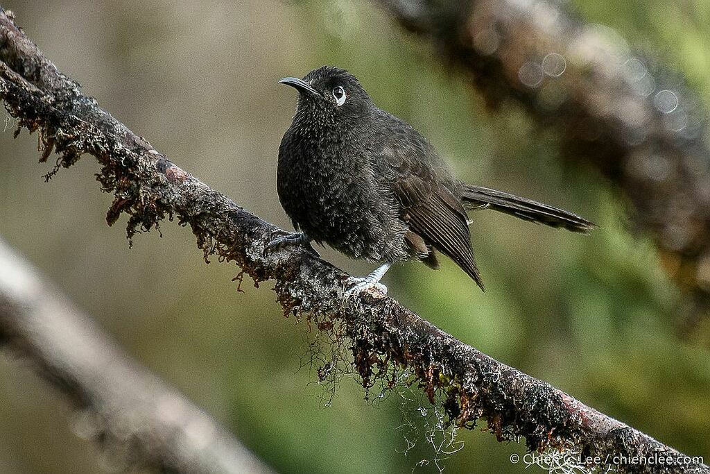 Sooty Honeyeater (Melionyx fuscus) photo
