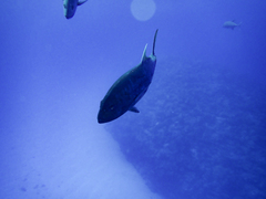 Giant trevally