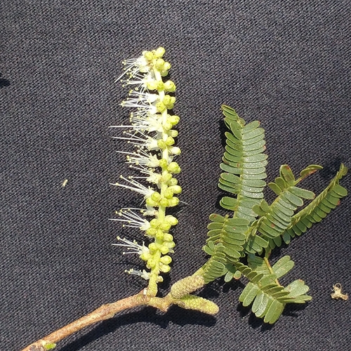 Mimosa tenuiflora