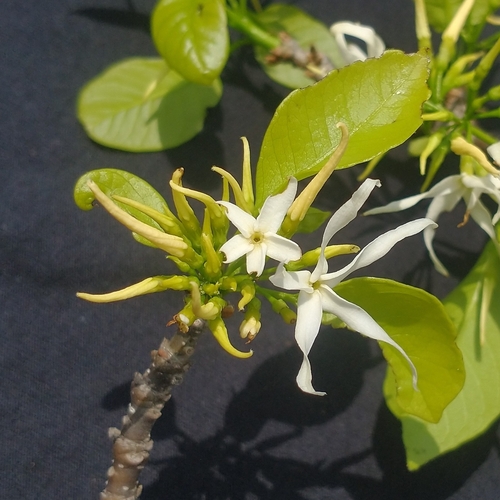 Aspidosperma pyrifolium