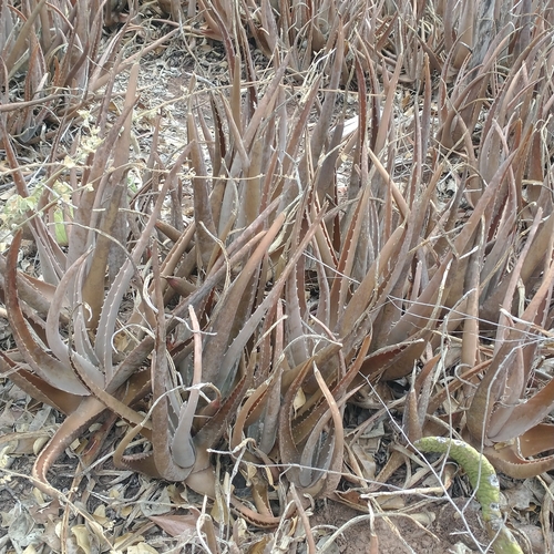 aloe vera