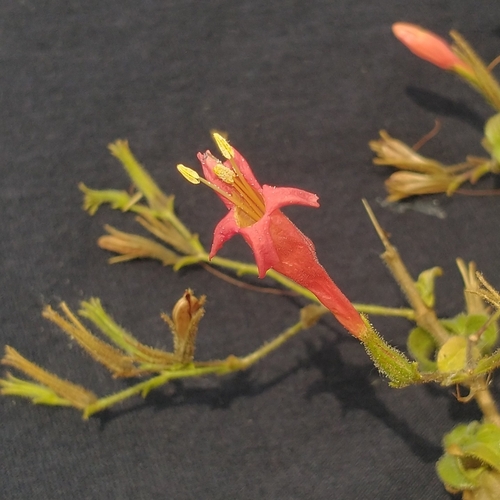 Ruellia asperula