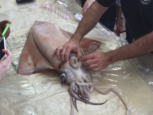 Diamondback Squid