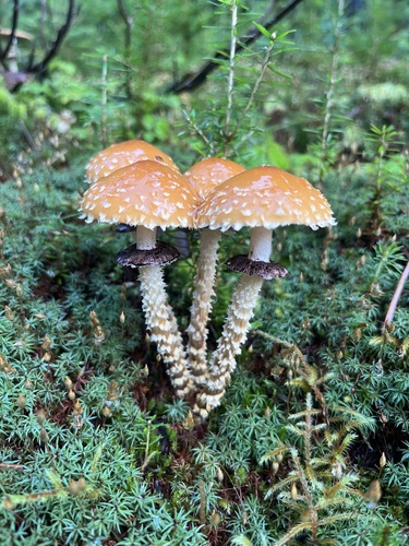 Leratiomyces squamosus (Pers.) Bridge & Spooner