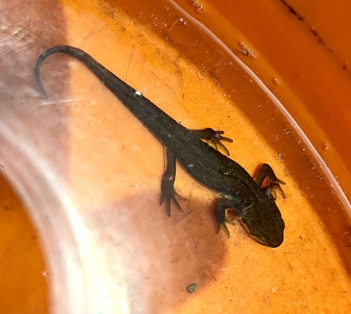 iNaturalist observation photo of California Newt