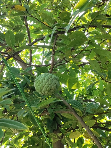 Sweetsop