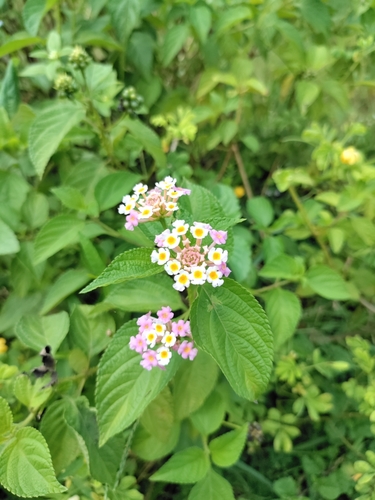 common lantana