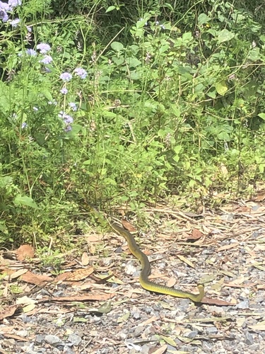 Common Tree Snake sighting