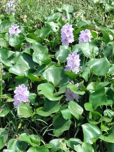 common water hyacinth