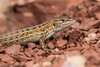 East Iberian Psammodromus - Photo (c) Titouan Roguet, all rights reserved, uploaded by Titouan Roguet