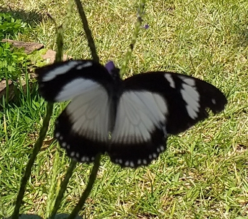 Mocker Swallowtail