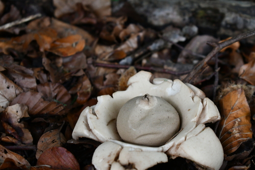 Geastrum michelianum Berk. & Broome