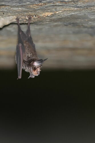 Glossy Horseshoe Bat (Rhinolophus refulgens) — Data Deficient Mammalia