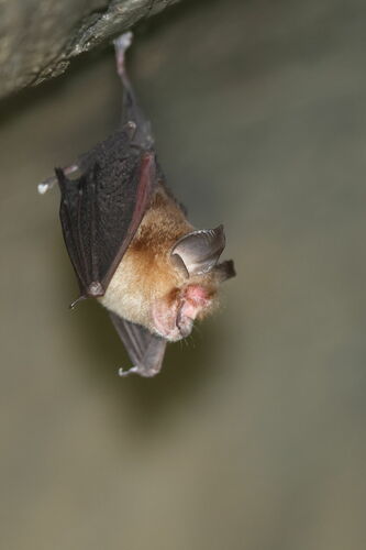 croslet horseshoe bat (Rhinolophus coelophyllus) — Least Concern Mammalia